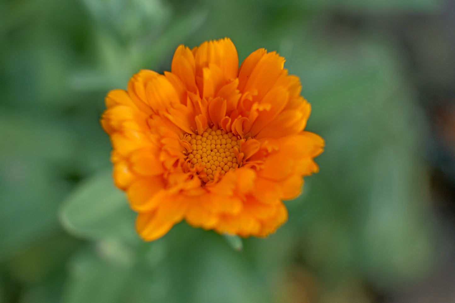 Marigold - Digital art by Matthias