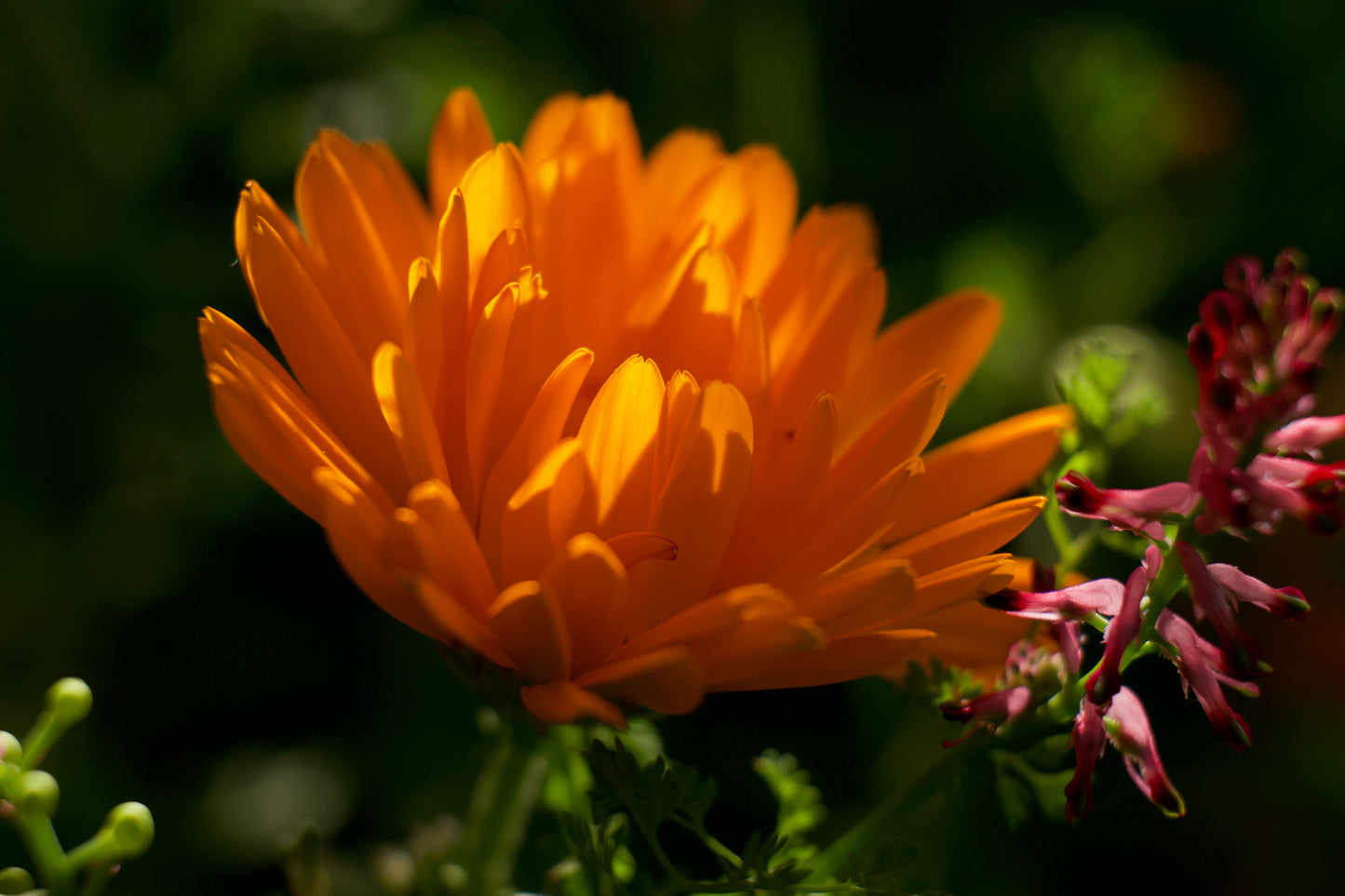 Calendula - Digital art by Matthias