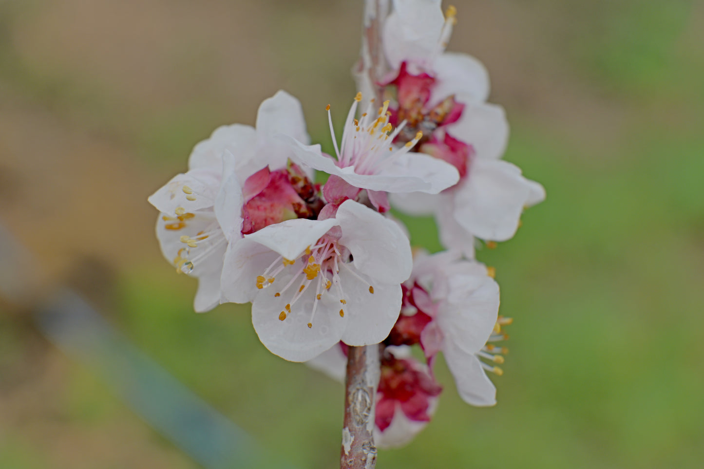 Almond blossoms - Digital art by Matthias