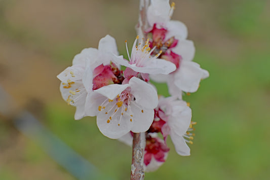 Almond blossoms - Digital art by Matthias