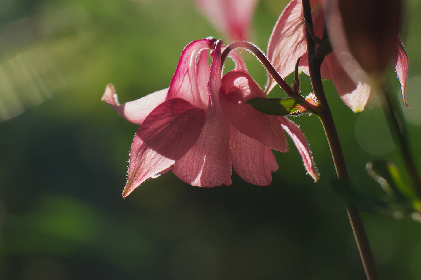 Columbine - Digital art by Matthias