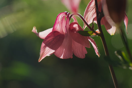 Columbine - Digital art by Matthias