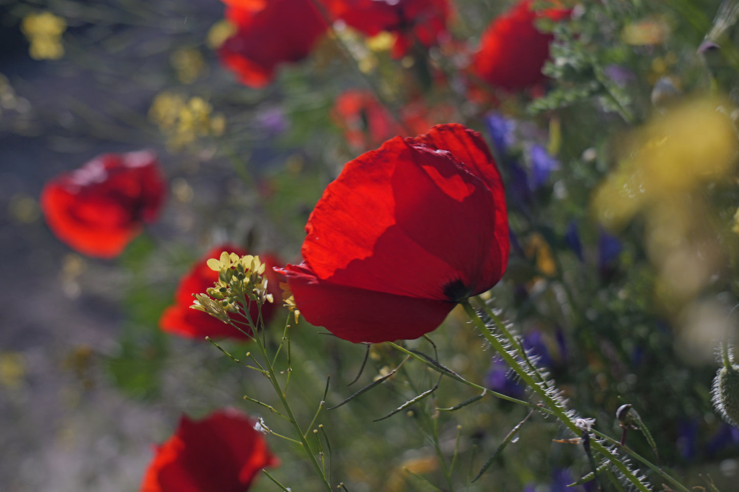 Poppy - Digital art by Matthias