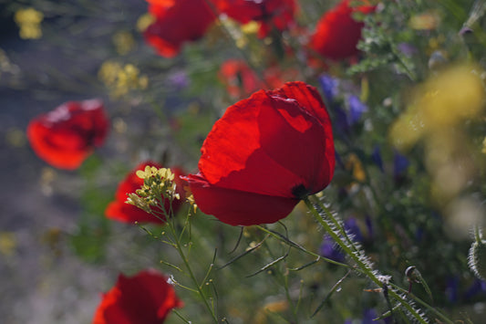 Poppy - Digital art by Matthias